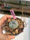 Lophophora williamsii  3-4 cm 7 years old ownroot grow from seed