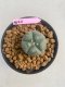 Lophophora williamsii 3-4 cm 7 years old ownroot grow from seed