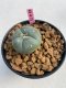 Lophophora williamsii 3-4 cm 7 years old ownroot grow from seed