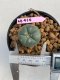 Lophophora williamsii 3-4 cm 7 years old ownroot grow from seed