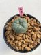 Lophophora williamsii 3-4 cm 7 years old ownroot grow from seed