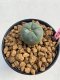 Lophophora williamsii 3-4 cm 7 years old ownroot grow from seed