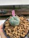 Lophophora williamsii 3-4 cm 7 years old ownroot grow from seed