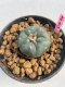 Lophophora williamsii 3-4 cm 7 years old ownroot grow from seed