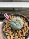 Lophophora williamsii 3-4 cm 7 years old ownroot grow from seed