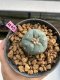 Lophophora williamsii 3-4 cm 7 years old ownroot grow from seed