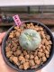 Lophophora williamsii 3-4 cm 7 years old ownroot grow from seed
