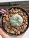 Lophophora williamsii 3-4 cm 7 years old ownroot grow from seed