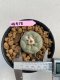 Lophophora Fricii 3-4 cm 7 years old ownroot grow from seed
