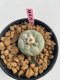 Lophophora Fricii 3-4 cm 7 years old ownroot grow from seed