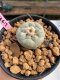 Lophophora Fricii 3-4 cm 7 years old ownroot grow from seed