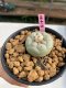 Lophophora Fricii 3-4 cm 7 years old ownroot grow from seed