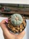Lophophora williamsii 3-4 cm 7 years old ownroot grow from seed