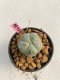Lophophora williamsii 3-4 cm 7 years old ownroot grow from seed