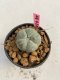 Lophophora williamsii 3-4 cm 7 years old ownroot grow from seed