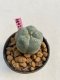Lophophora williamsii 3-4 cm 7 years old ownroot grow from seed