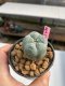 Lophophora williamsii 3-4 cm 7 years old ownroot grow from seed