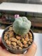 Lophophora williamsii 3-4 cm 7 years old ownroot grow from seed