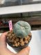 Lophophora williamsii 3-4 cm 7 years old ownroot grow from seed