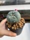 Lophophora williamsii 3-4 cm 7 years old ownroot grow from seed