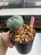 Lophophora williamsii 3-4 cm 7 years old ownroot grow from seed