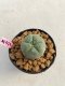 Lophophora williamsii 3-4 cm 7 years old ownroot grow from seed