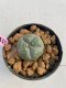 Lophophora williamsii 3-4 cm 7 years old ownroot grow from seed