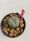 Lophophora williamsii 3-4 cm 7 years old ownroot grow from seed
