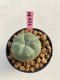 Lophophora williamsii 3-4 cm 7 years old ownroot grow from seed