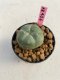 Lophophora williamsii 3-4 cm 7 years old ownroot grow from seed