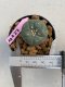 Lophophora williamsii 3-4 cm 7 years old ownroot grow from seed