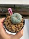 Lophophora williamsii 3-4 cm 7 years old ownroot grow from seed