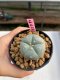 Lophophora williamsii 3-4 cm 7 years old ownroot grow from seed