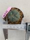 Lophophora williamsii 3-4 cm 7 years old ownroot grow from seed