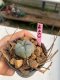 Lophophora williamsii  3-4 cm 7 years old ownroot grow from seed