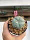 Lophophora williamsii 3-4 cm 7 years old ownroot grow from seed