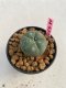 Lophophora williamsii 3-4 cm 7 years old ownroot grow from seed