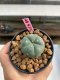 Lophophora williamsii 3-4 cm 7 years old ownroot grow from seed