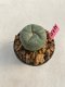 Lophophora williamsii 3-4 cm 7 years old ownroot grow from seed