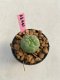 Lophophora williamsii 3-4 cm 7 years old ownroot grow from seed