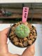 Lophophora williamsii 3-4 cm 7 years old ownroot grow from seed