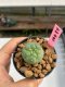 Lophophora williamsii 3-4 cm 7 years old ownroot grow from seed