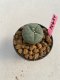 Lophophora williamsii 3-4 cm 7 years old ownroot grow from seed