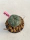 Lophophora williamsii 3-4 cm 7 years old ownroot grow from seed