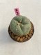 Lophophora williamsii 3-4 cm 7 years old ownroot grow from seed