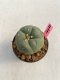 Lophophora williamsii 3-4 cm 7 years old ownroot grow from seed