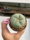 Lophophora williamsii 3-4 cm 7 years old ownroot grow from seed