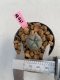 Lophophora williamsii 3-4 cm 7 years old ownroot grow from seed