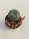 Lophophora williamsii 3-4 cm 7 years old ownroot grow from seed