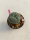 Lophophora williamsii 3-4 cm 7 years old ownroot grow from seed